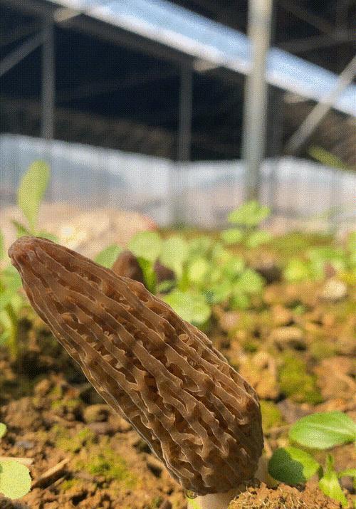 羊肚菌种植时间及注意事项（选择正确的季节等待满载收获）