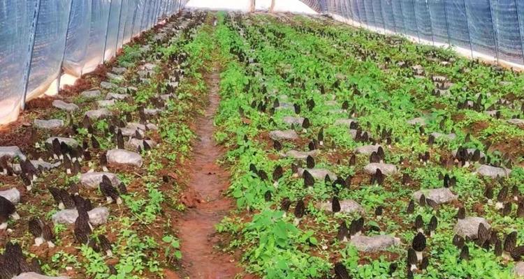 羊肚菌种植时间及注意事项（选择正确的季节等待满载收获）
