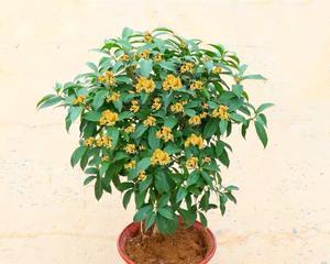 阳台种桂花树，让生活更美好（阳台种桂花树的方法与注意事项）