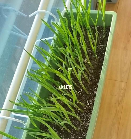 阳台蒜苗种植指南（时间、方法、技巧、收获全解密）