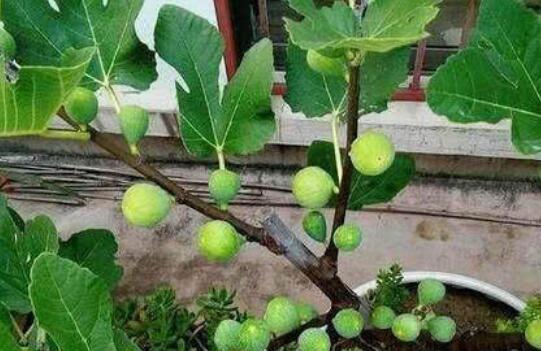 阳台种植无花果的时间和方法（无花果树的养护）