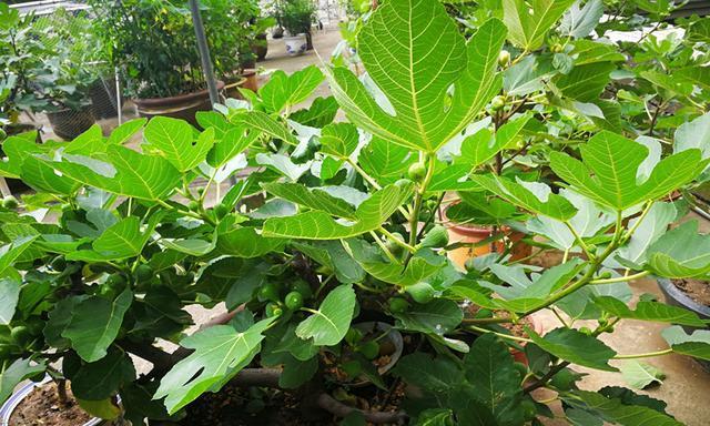 阳台种植无花果的时间和方法（无花果树的养护）