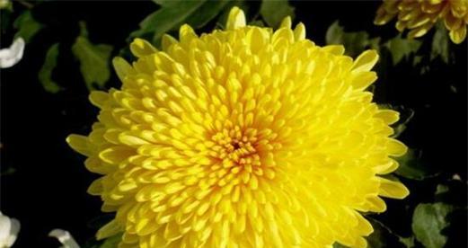 菊花花语的含义及象征（解析菊花在不同文化中的意义）