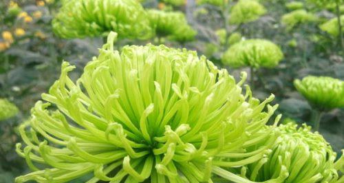 菊花花语的含义及象征（解析菊花在不同文化中的意义）