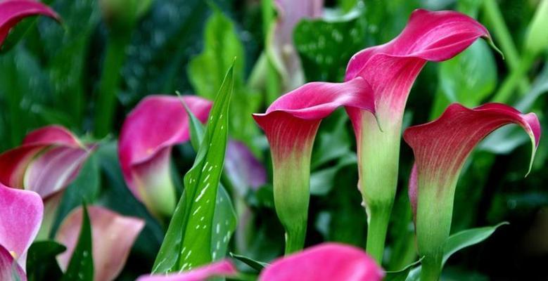 马蹄莲花语与寓意（寓意深远、花语多样）
