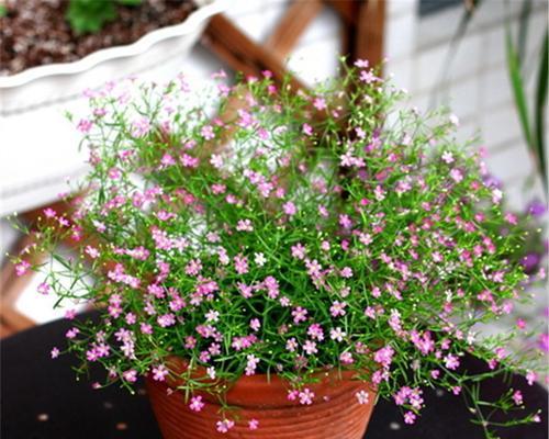 满天星（花开如火）