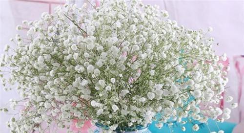 满天星花的花语与象征意义（探索满天星花所传递的美丽与寓意）