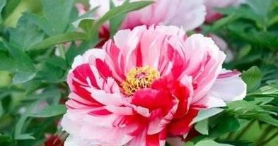 牡丹开花的花语与寓意——解读花开之美（牡丹开花的意义与象征——品味花语的深度）