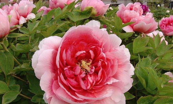 牡丹开花的花语与寓意——解读花开之美（牡丹开花的意义与象征——品味花语的深度）