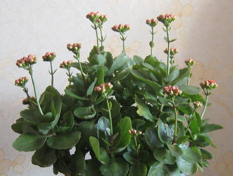 长寿之花（探寻代表长寿的花卉）