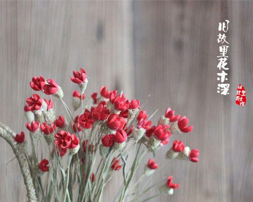 开心快乐的花海（以阳光花朵为见证）