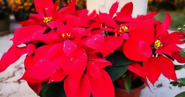 花朵中的快乐（通过花朵感受快乐的力量）