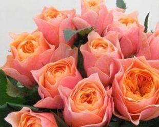 以百合花为象征的温柔之美（探寻百合花的柔情与魅力）