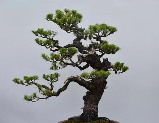松柏的象征意义——坚韧不拔（探索松柏作为象征的历史与文化内涵）