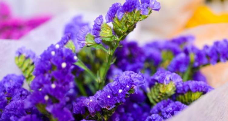 勿忘我花语之颜色的意义（探索勿忘我每种颜色所传达的花语）