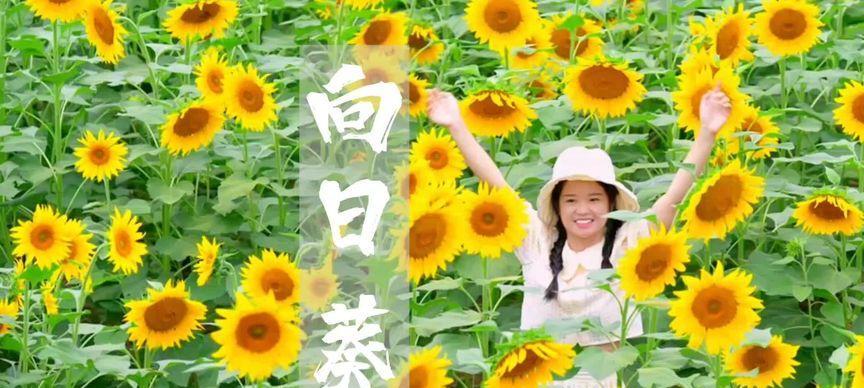 西瓜的花语与寓意（西瓜之谜揭秘）