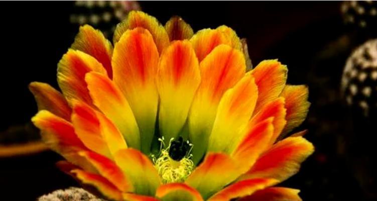 仙人球花（揭开仙人球花的神秘面纱）