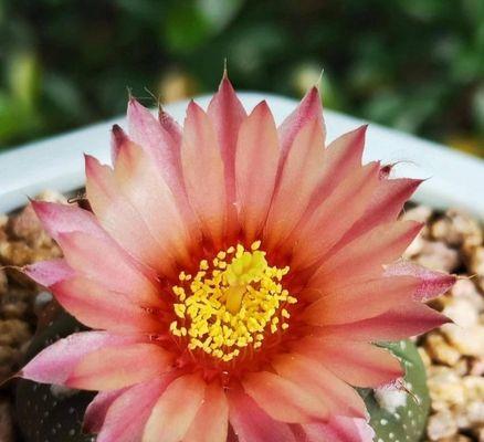 以仙人球开花的寓意与兆头（追寻仙人球之美）