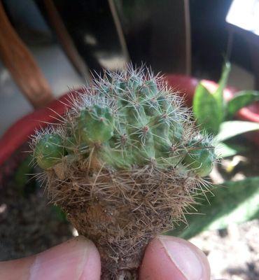 以仙人球开花的寓意与兆头（追寻仙人球之美）