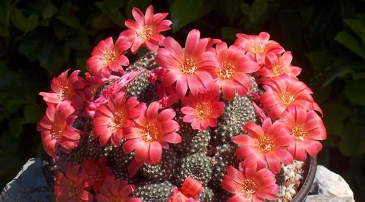 仙人掌的花语和寓意（揭秘仙人掌花语）