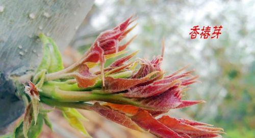 香椿树开花的寓意（传承与希望）