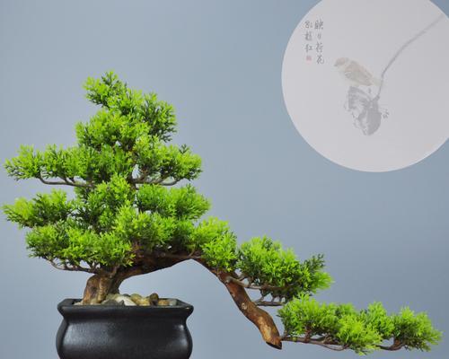 迎客松的象征意义与传承（揭秘迎客松的寓意与文化内涵）