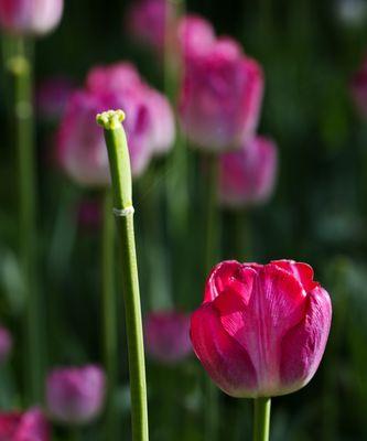 郁金香花语与寓意（探寻郁金香的含义）