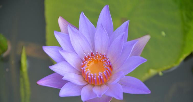 埃及睡莲（睡莲的花语及其在文化和艺术中的意义）