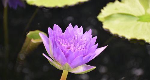 埃及睡莲（睡莲的花语及其在文化和艺术中的意义）