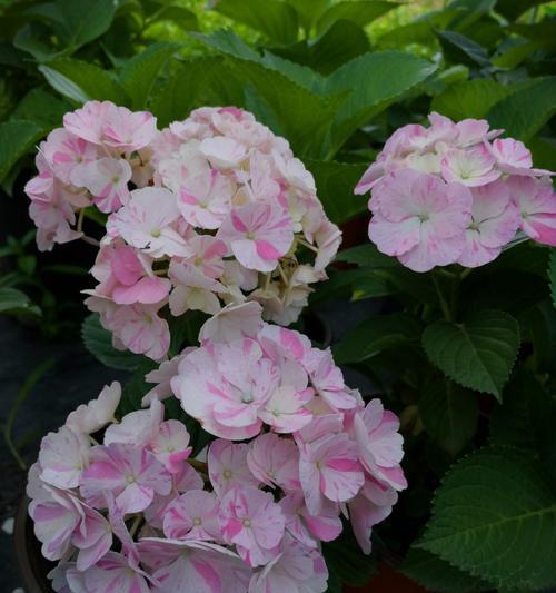 八仙花（探寻八仙花的奇妙含义与传说）
