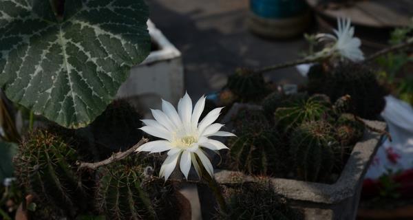 白鸟仙人球花语（白鸟仙人球花语的深意与文化底蕴）