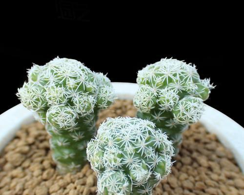 白鸟仙人球花语（白鸟仙人球花语的深意与文化底蕴）