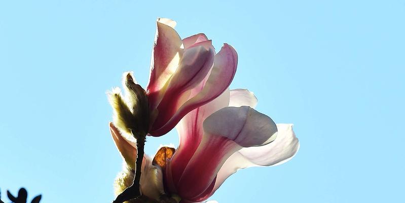白色玉兰花花语（用花语探索白色玉兰的内涵）