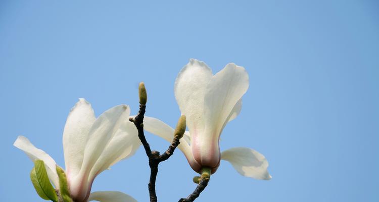 白色玉兰花花语（用花语探索白色玉兰的内涵）
