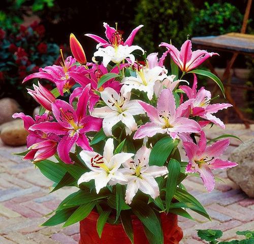 百合花花语传说——花开寓意之美（探寻百合花背后的深刻内涵）