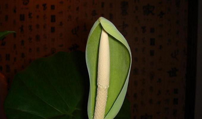 以盆景滴水观音的花语（盆景滴水观音的花语寓意丰富多样）