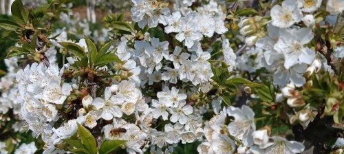 大樱桃的开花结果与生长习性（四季美味）