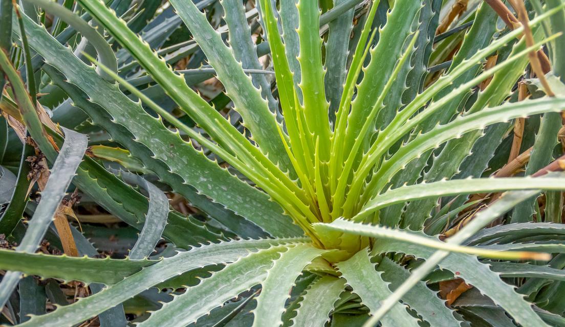 静谧不舍——代表不舍的植物（探寻植物的情感世界）