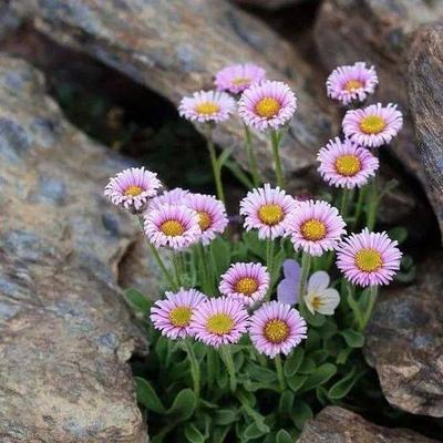 花开坚强，傲骨挺立（代表坚强傲骨的花——向日葵）