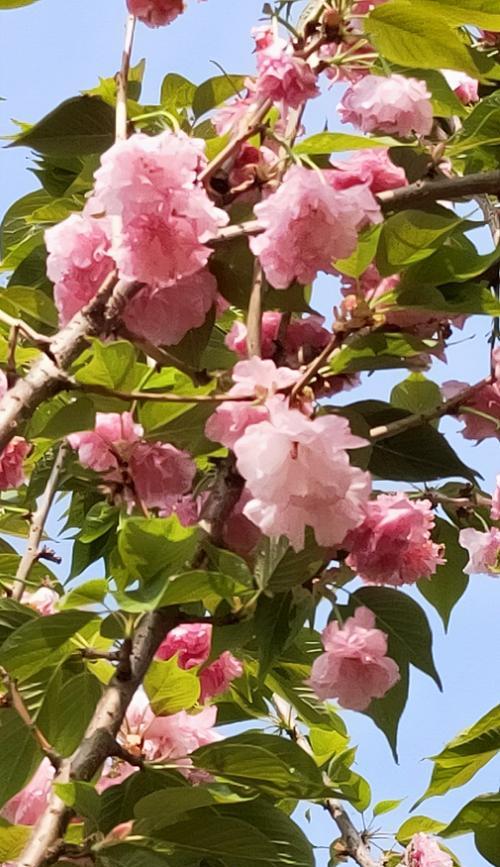 一、童年时光：儿时玩伴——向日葵
