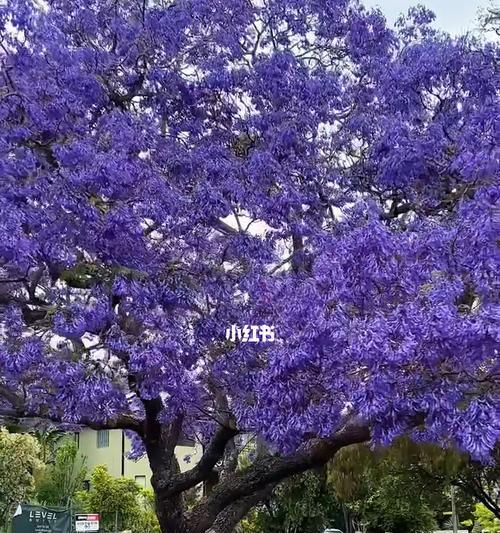 探寻蓝花楹的花语之美（蓝花楹的花语与自然之间的奇妙联系）
