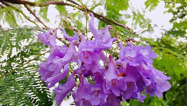 蓝花楹花语（以蓝花楹花语为媒介）