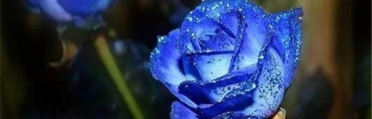 蓝玫瑰（寓意深远的蓝色花卉）