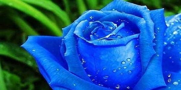 碎冰蓝玫瑰的花语与寓意（探寻碎冰蓝玫瑰的独特象征与内涵）