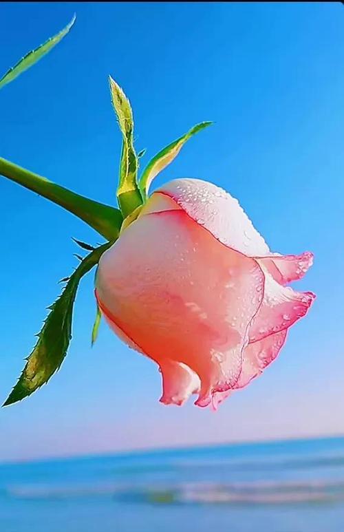 蓝色康乃馨花语与情感的表达（深情不言）