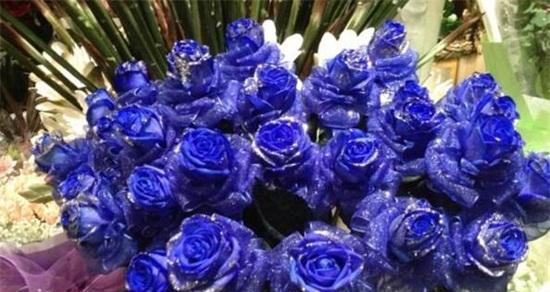 蓝色玫瑰的花语与含义（探索蓝色玫瑰背后的神秘之美）