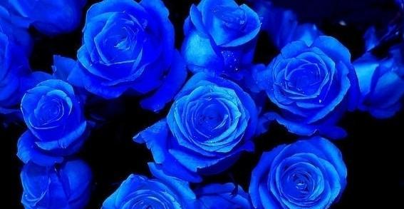 蓝色妖姬——花海中的神秘之花（探寻蓝色妖姬的花语之谜）