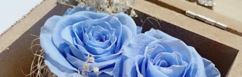 蓝色妖姬——花海中的神秘之花（探寻蓝色妖姬的花语之谜）