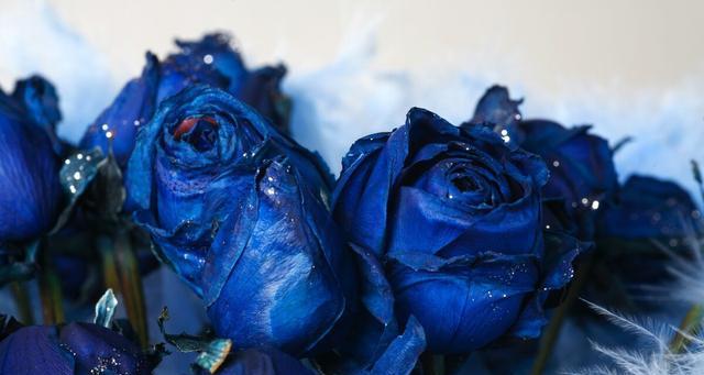 蓝色妖姬花的神秘花语与寓意（探寻蓝色妖姬花的深层含义）