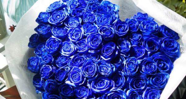 蓝色妖姬花的花语与寓意——守护与希望（神秘的蓝色之花）